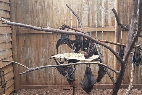 Phillip Island Penguin And Wildlife Tour - Port Augusta Accommodation 31