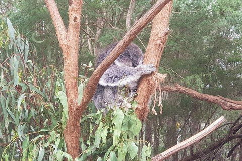 Phillip Island Penguin And Wildlife Tour - Port Augusta Accommodation 16