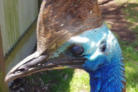 Phillip Island Penguin And Wildlife Tour - Port Augusta Accommodation 19