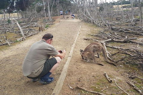 Phillip Island Penguin And Wildlife Tour - Port Augusta Accommodation 30