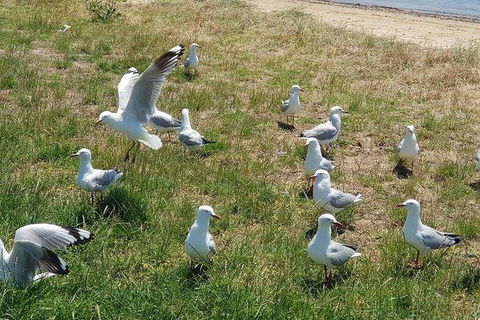 Phillip Island Penguin And Wildlife Tour - Port Augusta Accommodation 9