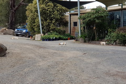 Day Tour Of Yarra Valley Puffing Billy And Rayners Orchard - Port Augusta Accommodation 26