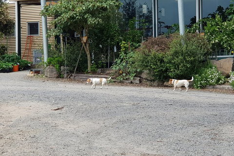 Day Tour Of Yarra Valley Puffing Billy And Rayners Orchard - Port Augusta Accommodation 21