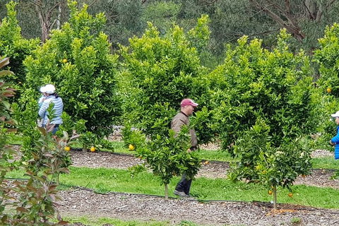 Day Tour Of Yarra Valley Puffing Billy And Rayners Orchard - Port Augusta Accommodation 34