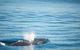 Humpback Whale Safari - thumb 4