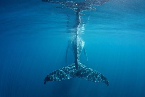 Humpback Whale Safari - Port Augusta Accommodation 5