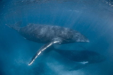 Full-Day Whale Watching Snorkeling And Swimming At Coral Bay - Port Augusta Accommodation 6