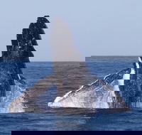 Full-Day Whale Watching Snorkeling and Swimming at Coral Bay - Port Augusta Accommodation