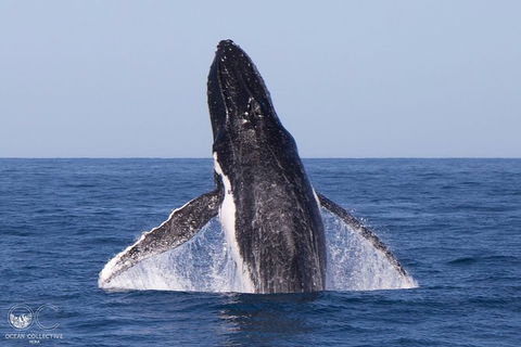 Full-Day Whale Watching Snorkeling And Swimming At Coral Bay - Port Augusta Accommodation 0
