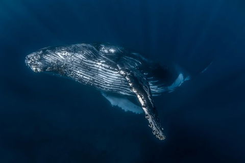 Full-Day Whale Watching Snorkeling And Swimming At Coral Bay - Port Augusta Accommodation 7