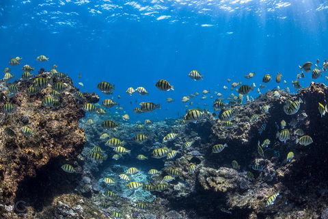 Full-Day Whale Watching Snorkeling And Swimming At Coral Bay - Port Augusta Accommodation 1