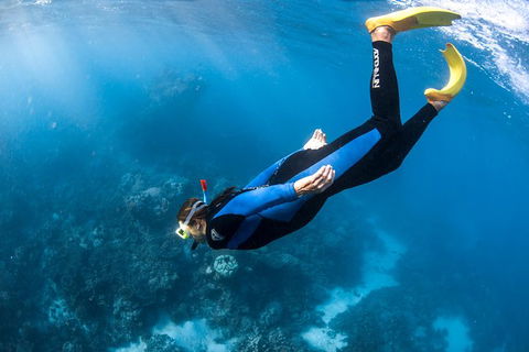 Full-Day Whale Watching Snorkeling And Swimming At Coral Bay - Port Augusta Accommodation 2