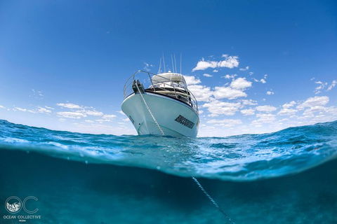 Full-Day Whale Watching Snorkeling And Swimming At Coral Bay - Port Augusta Accommodation 3