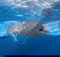 Whale Shark Adventure Tour - Port Augusta Accommodation
