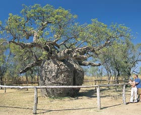 Boab Prison Tree - Port Augusta Accommodation 0