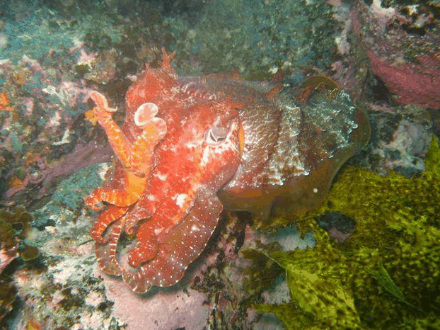 Jervis Bay Dive Charters - Port Augusta Accommodation 0