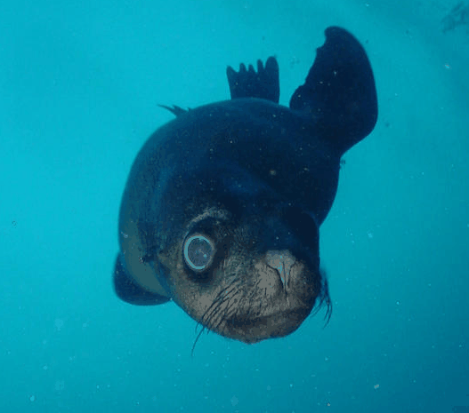 Jervis Bay Dive Charters - Port Augusta Accommodation 3
