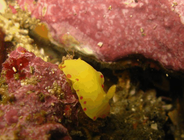 Jervis Bay Dive Charters - Port Augusta Accommodation 5