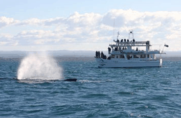 Dolphin Watch Cruises - Port Augusta Accommodation 0