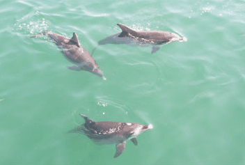 Dolphin Watch Cruises - Port Augusta Accommodation 1