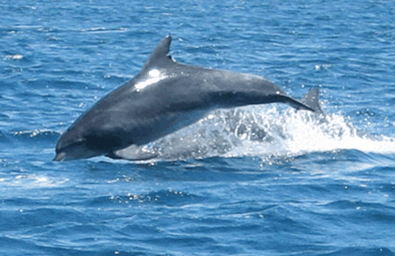 Dolphin Watch Cruises - Port Augusta Accommodation 3