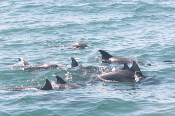 Dolphin Watch Cruises - Port Augusta Accommodation 4