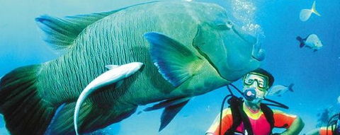 Aristocat Snorkel And Scuba Port Douglas - Port Augusta Accommodation 0