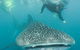 Aristocat Snorkel And Scuba Port Douglas - thumb 1