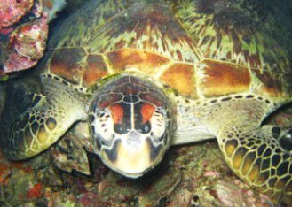 Adrenalin Snorkel And Dive - Port Augusta Accommodation 0