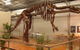 Australia's Dinosaur Trail - thumb 0