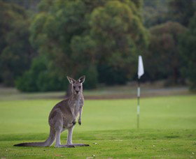 Anglesea Golf Club - Port Augusta Accommodation 0