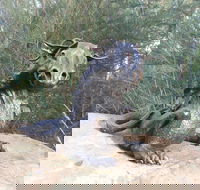 Bathurst Arts Trail - Port Augusta Accommodation