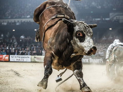 PBR Hawkesbury Stampede - Port Augusta Accommodation 1
