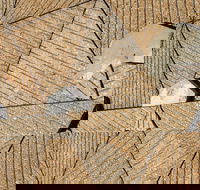 WA Now  Tom Mller Monolith Scores - Virtual Exhibition - Port Augusta Accommodation