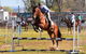 Glen Innes Pastoral And Agricultural Show - thumb 0