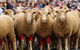 Rosto Merriwa Festival Of The Fleeces - thumb 0