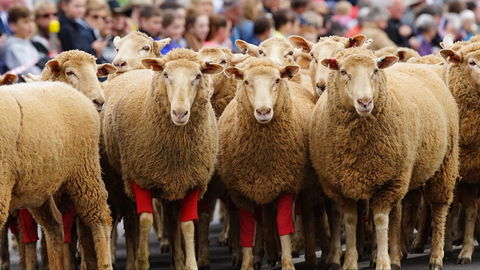 Rosto Merriwa Festival Of The Fleeces - Port Augusta Accommodation 0