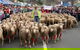 Rosto Merriwa Festival Of The Fleeces - thumb 1