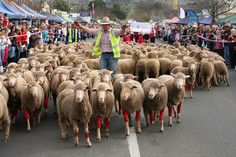 Rosto Merriwa Festival Of The Fleeces - Port Augusta Accommodation 1