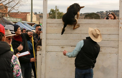 Rosto Merriwa Festival Of The Fleeces - Port Augusta Accommodation 2