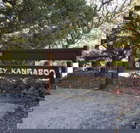 Grey Kangaroo- On Lake Jindabyne foreshore - Port Augusta Accommodation