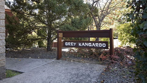 Grey Kangaroo- On Lake Jindabyne Foreshore - Port Augusta Accommodation 0