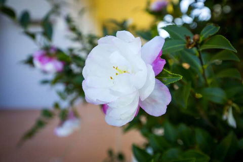 Camellia Cottage - Port Augusta Accommodation 6