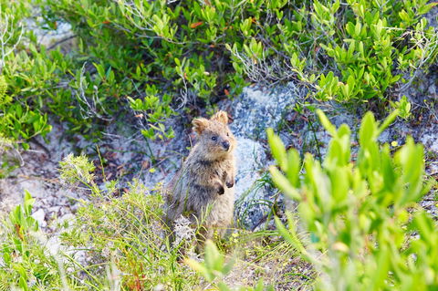 Rottnest Island Authority - Port Augusta Accommodation 1