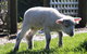 Johanna River Farm & Cottages - thumb 2