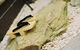 Shizuka Ryokan Japanese Country Spa & Wellness Retreat - thumb 4