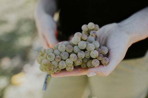Rowlee Vine To Table Experience - Port Augusta Accommodation 1