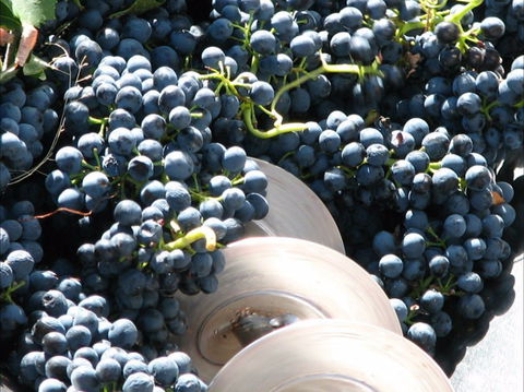 Orange Mountain Wines - Port Augusta Accommodation 2