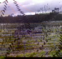 Darlington Vineyard - Port Augusta Accommodation