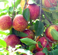 Payne's Orchards - Port Augusta Accommodation